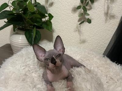 Sphynx - Sphynx - Gallery Photo #1