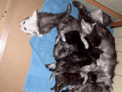Beautiful Kittens - Maine Coon - Gallery Photo #1
