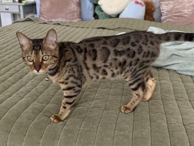 Moonlight - Bengal - Gallery Photo #1