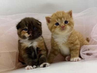 Meet Our Beautiful Scottish Kittens - Scottish Fold - Gallery Photo #1
