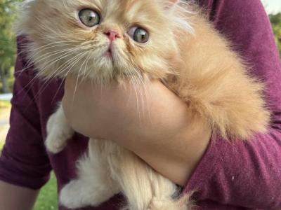 May Litter - Persian - Gallery Photo #1