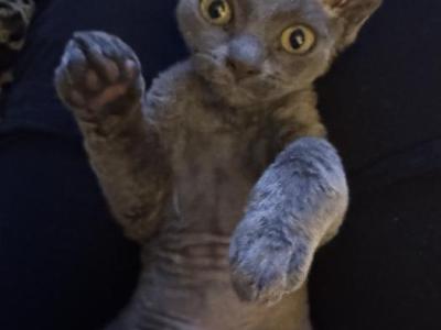 Bluey - Devon Rex - Gallery Photo #1