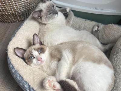 Lily - Siamese - Gallery Photo #1