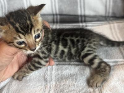 Sahara Babies - Bengal - Gallery Photo #1