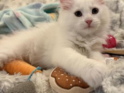 Duchess Of FirCountry Siberians - Siberian - Gallery Photo #1