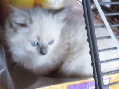 Potpourri's Litter - Ragdoll - Gallery Photo #1