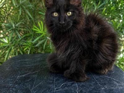 Oscar - Maine Coon - Gallery Photo #1