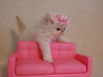 Persiangirl - Persian - Gallery Photo #1