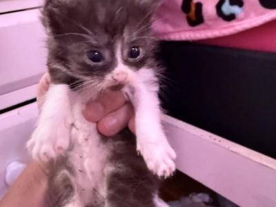 Maine Coon Manx Designer Breed - Maine Coon - Gallery Photo #1
