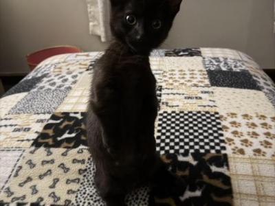Hamilton - Munchkin - Gallery Photo #1