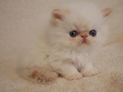 Boris - Persian - Gallery Photo #1