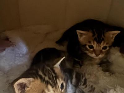 Romeo & Juliet - Bengal - Gallery Photo #1
