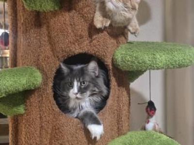 Tiki Torch Litter - Maine Coon - Gallery Photo #1