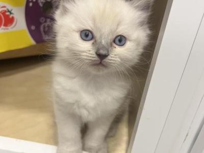 Blue Point Ragdoll Male - Ragdoll - Gallery Photo #1
