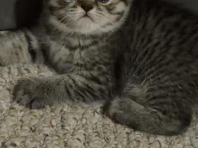 Scottish Folds - Scottish Fold - Gallery Photo #1