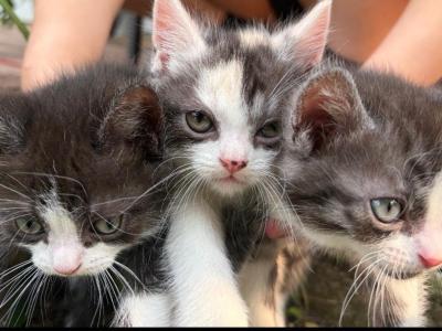 Persians05 - Persian - Gallery Photo #1