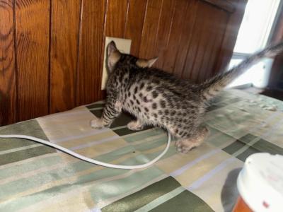 Bengal Savannahs - Bengal - Gallery Photo #1