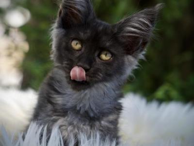 Guava - Maine Coon - Gallery Photo #1