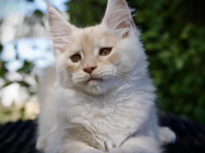 Mango - Maine Coon - Gallery Photo #1