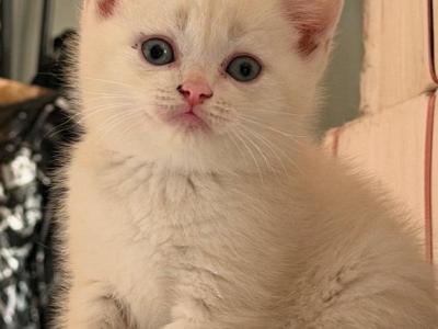 Beil - Scottish Fold - Gallery Photo #1