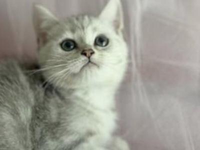 Silver - British Shorthair - Gallery Photo #1