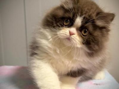 Chocolate Persian Mix Girl AVAILABLE NOW - Persian - Gallery Photo #1