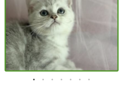 Silver - British Shorthair - Gallery Photo #1