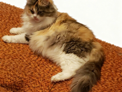 Hannahs Babies - Ragdoll - Gallery Photo #1