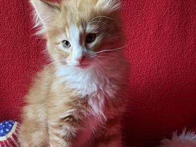 Cheeto - Norwegian Forest - Gallery Photo #1