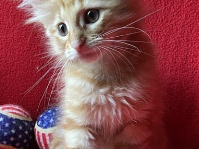 Surprise - Norwegian Forest - Gallery Photo #1