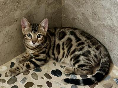 Blue Baron - Bengal - Gallery Photo #1