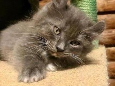 Littlefoot - Munchkin - Gallery Photo #1