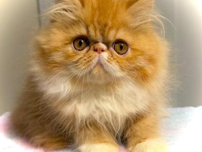 Red Tabby Persian Male AVAILABLE NOW - Persian - Gallery Photo #1