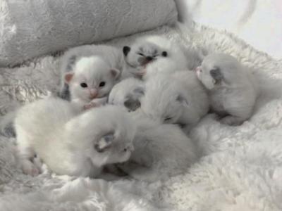 Bellas Litter - Ragdoll - Gallery Photo #1