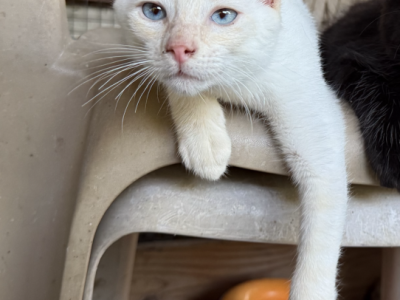 Flame Point MALE Siamese Kitten - Siamese - Gallery Photo #1