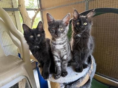 Maine Coon X Siamese CROSS Kittens - Maine Coon - Gallery Photo #1