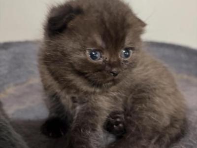 Chaki - Scottish Fold - Gallery Photo #1