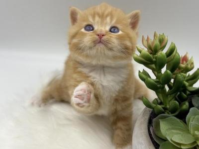 Garfield Scottish Straight Male - Scottish Straight - Gallery Photo #1