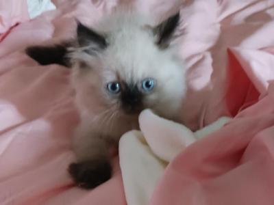 Paula's Persians - Persian - Gallery Photo #1