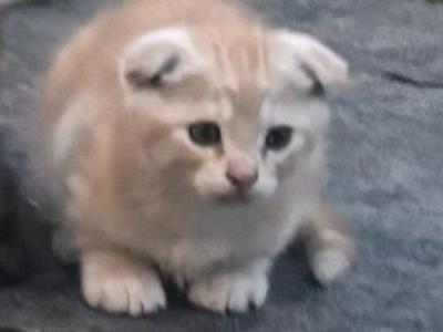 Scottish Fold And Straight - Scottish Fold - Gallery Photo #1