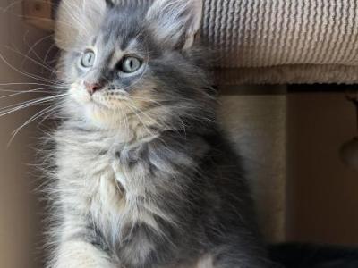 Magnate - Maine Coon - Gallery Photo #1