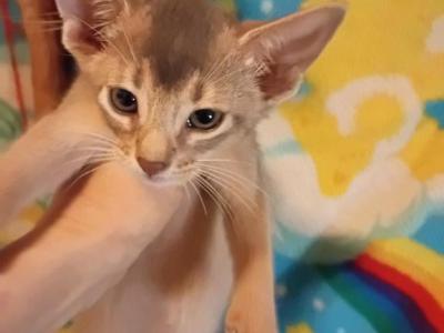 Blue Boy Indigo - Abyssinian - Gallery Photo #1