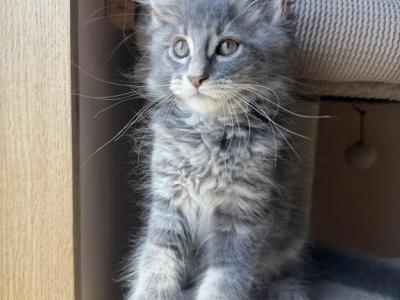 Max - Maine Coon - Gallery Photo #1
