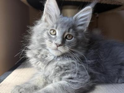 Varia - Maine Coon - Gallery Photo #1