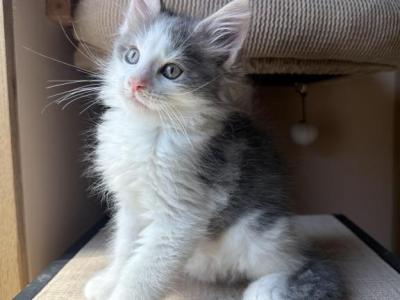 Loki - Maine Coon - Gallery Photo #1
