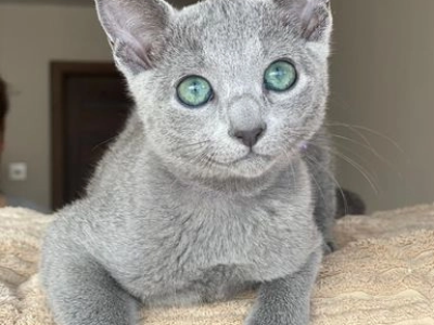 Charlie - Russian Blue - Gallery Photo #1