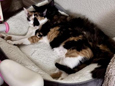Sansa - Domestic - Gallery Photo #1