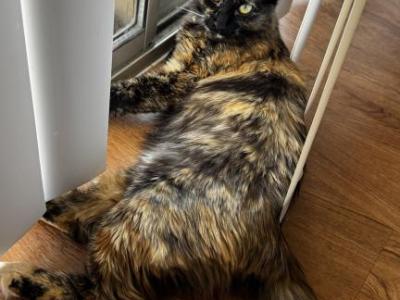 Arya - Domestic - Gallery Photo #1