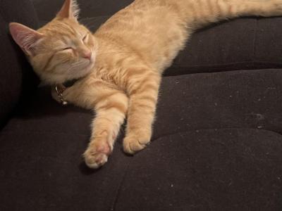 Simba - Domestic - Gallery Photo #1