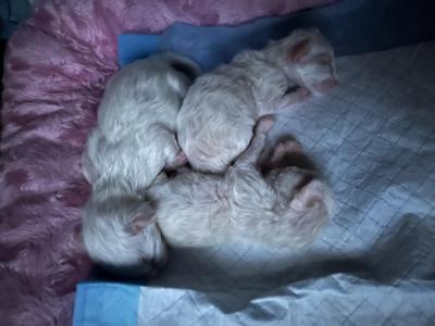 Milky White Siamese Mix - Siamese - Gallery Photo #1